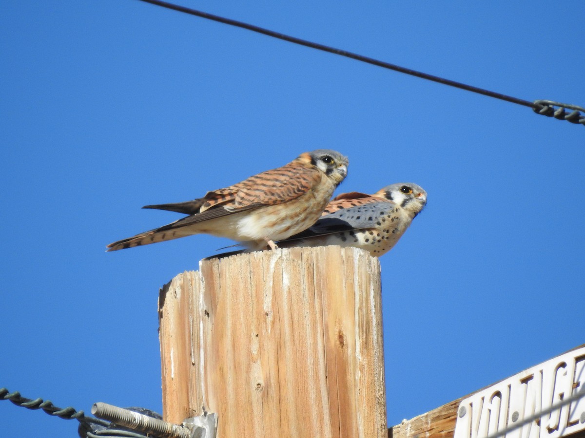 American Kestrel - ML481422571