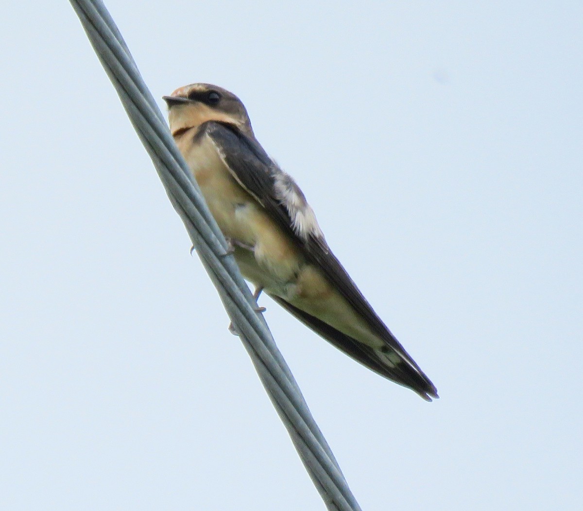 Barn Swallow - Eduardo Ruvalcaba