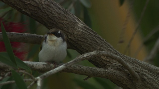 White-throated Honeyeater - ML481423