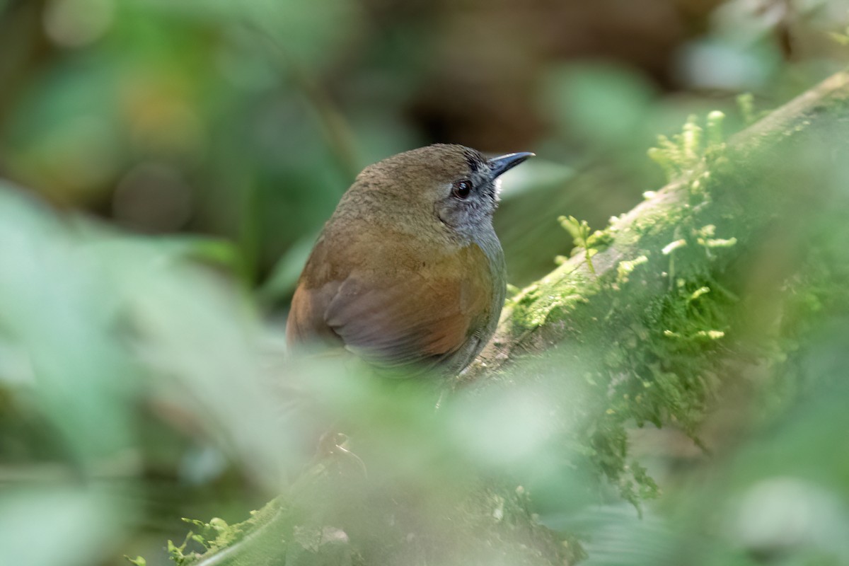 Gray-bellied Spinetail - John C Sullivan