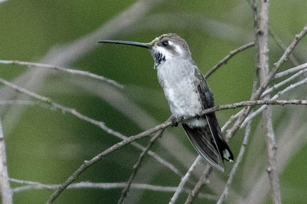 Plain-capped Starthroat - ML481423611
