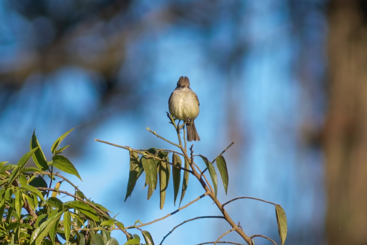 White-crested Elaenia - John C Sullivan