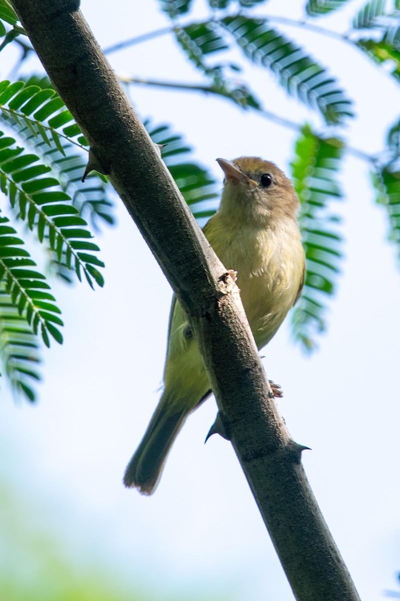 Golden-fronted Greenlet - ML481425601