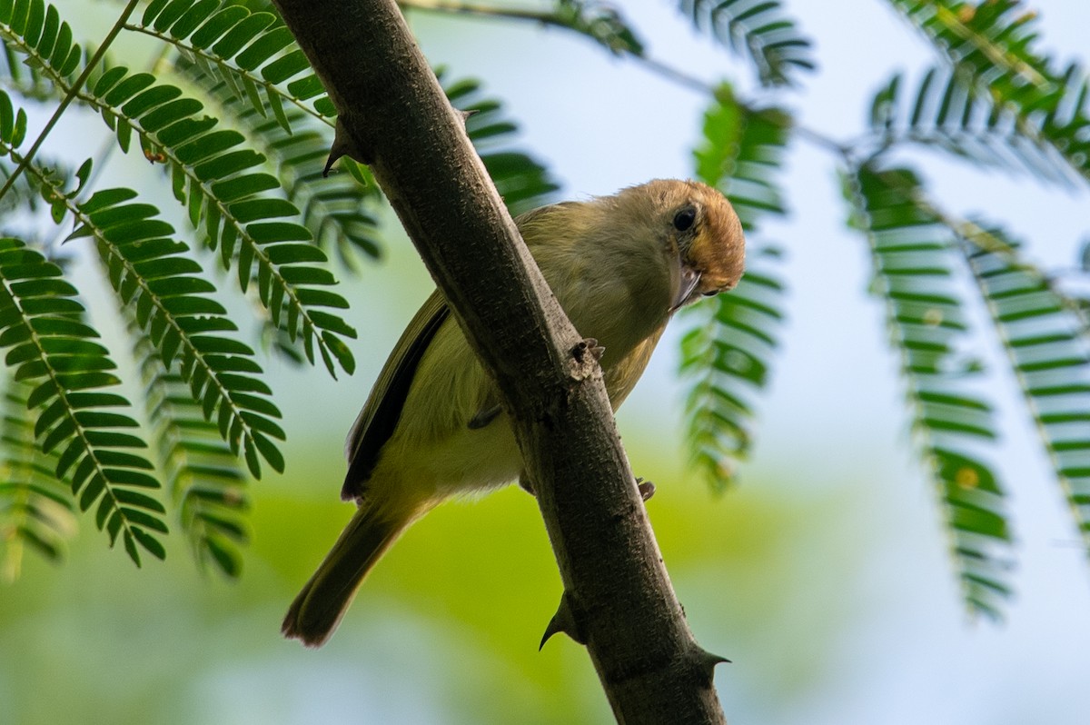 Golden-fronted Greenlet - ML481425611