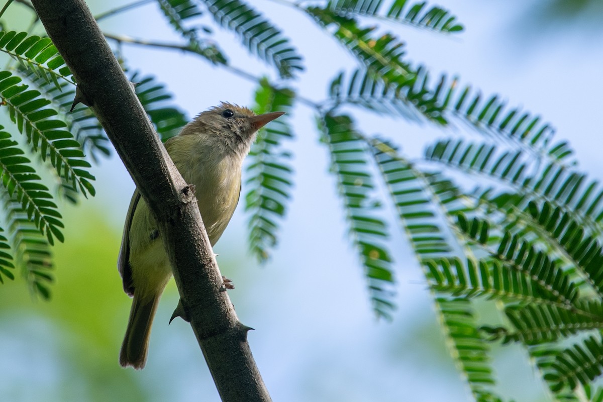 Golden-fronted Greenlet - ML481425621