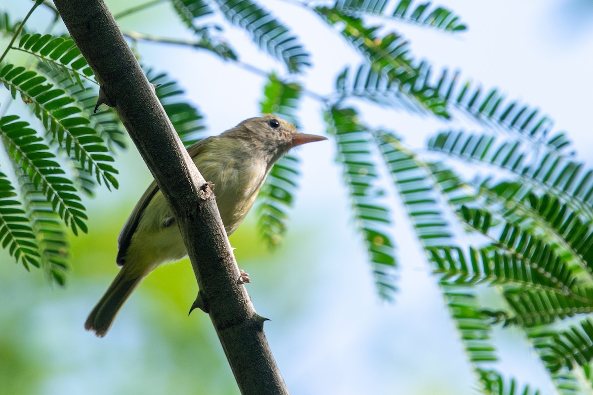 Golden-fronted Greenlet - ML481425631