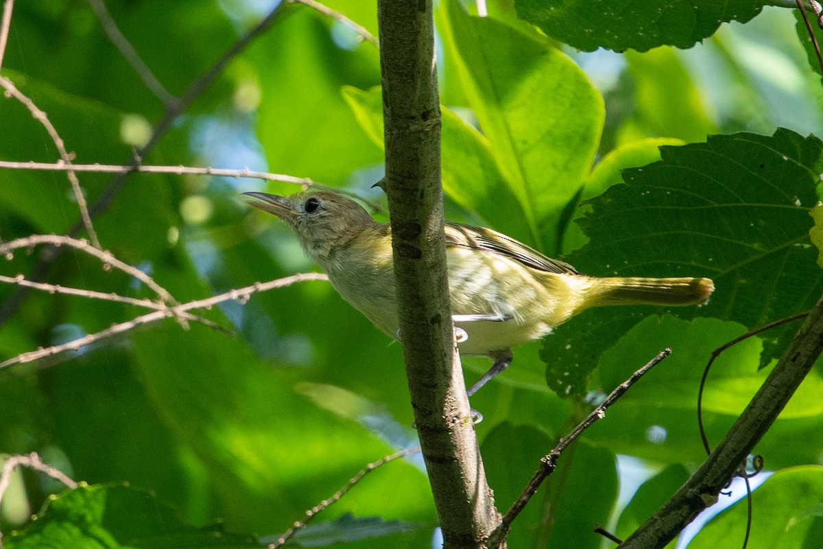 Golden-fronted Greenlet - ML481425781