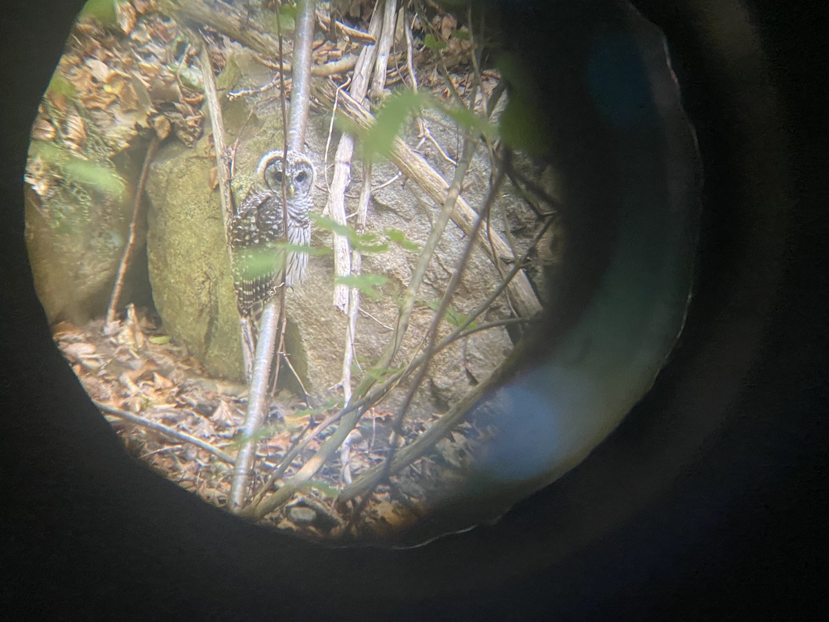 Barred Owl - ML481426411