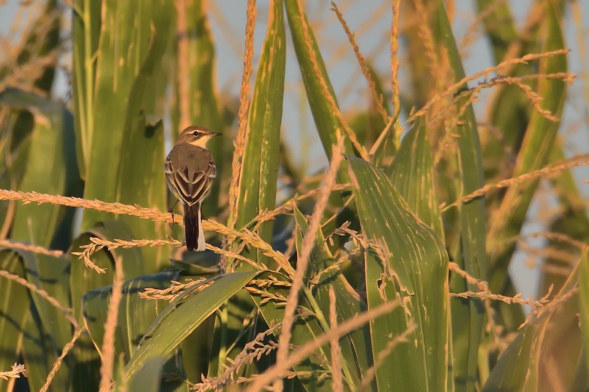 Western Yellow Wagtail - ML481426651