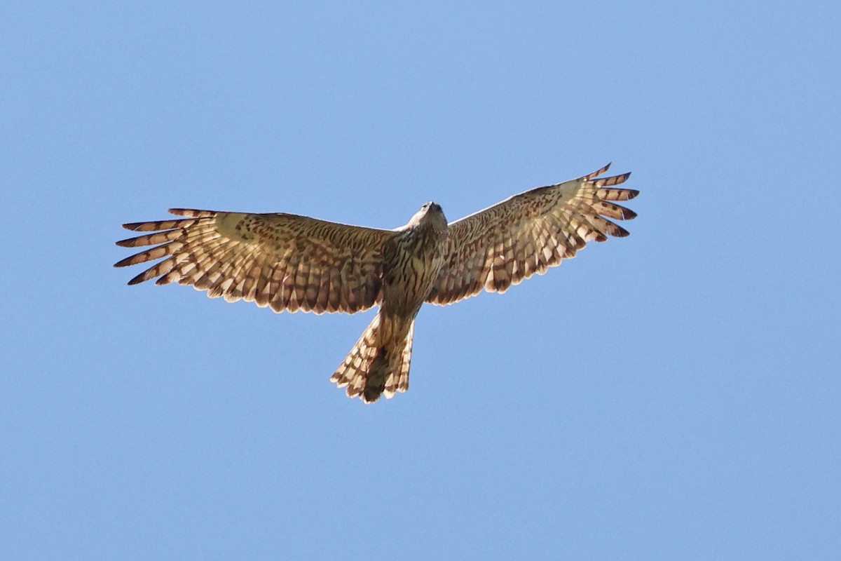 Papuan Harrier - ML481426661