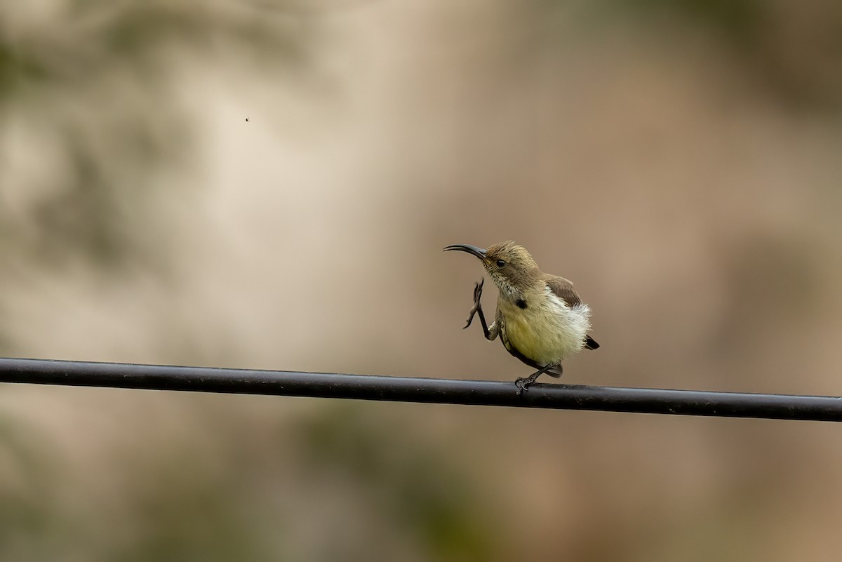 Variable Sunbird - ML481427271