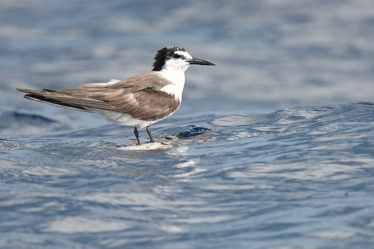 Bridled Tern - Kate Sutherland