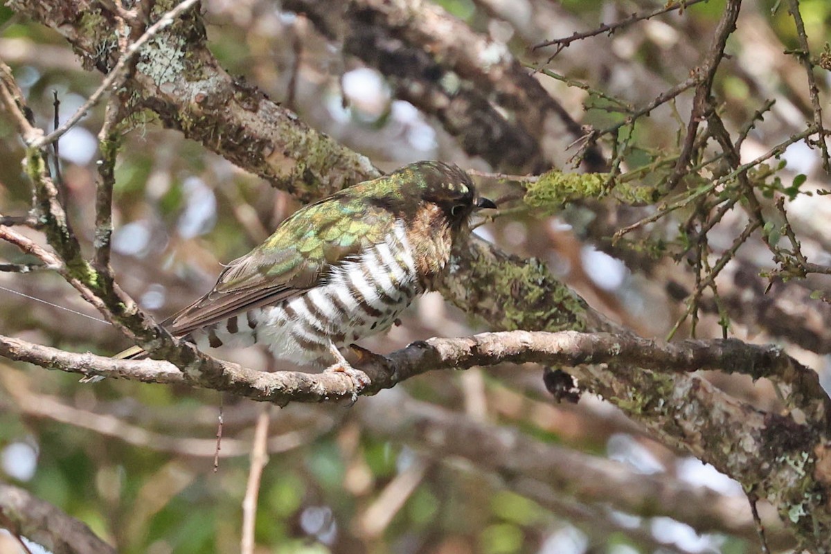 Rufous-throated Bronze-Cuckoo - ML481427991
