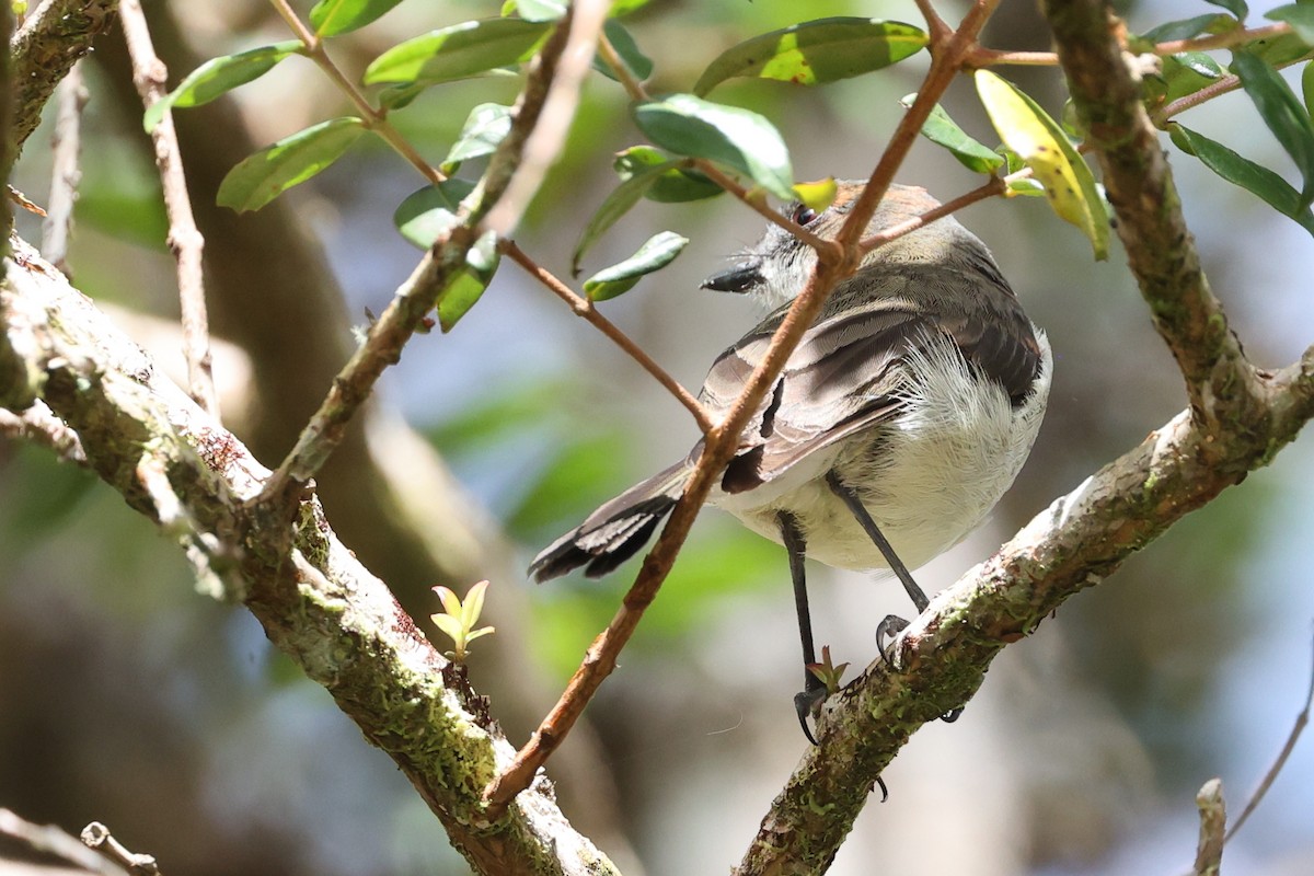 Brown-backed Whistler - ML481428161