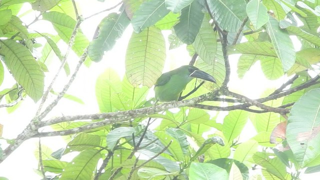 Chestnut-tipped Toucanet - ML481429241