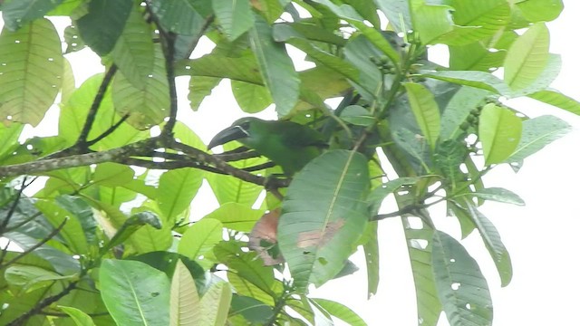 Chestnut-tipped Toucanet - ML481429261