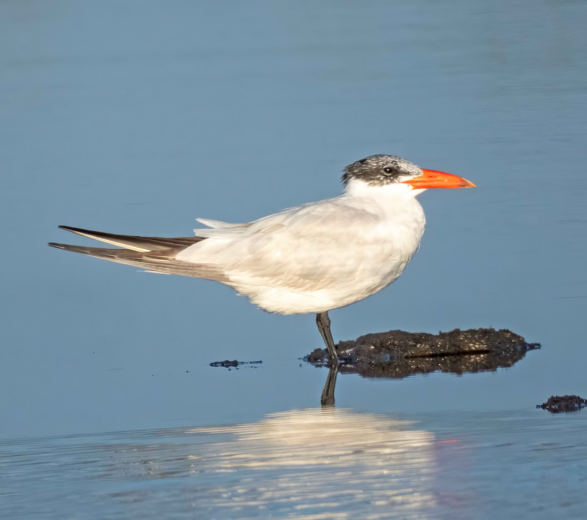 Caspian Tern - Curtiss Merrick