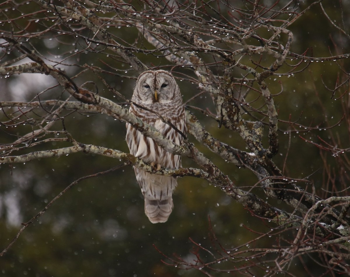 Barred Owl - ML48143001