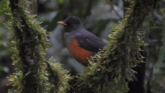 Chestnut-bellied Thrush - ML481431421