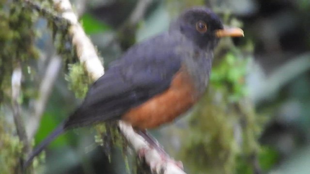 Chestnut-bellied Thrush - ML481431441