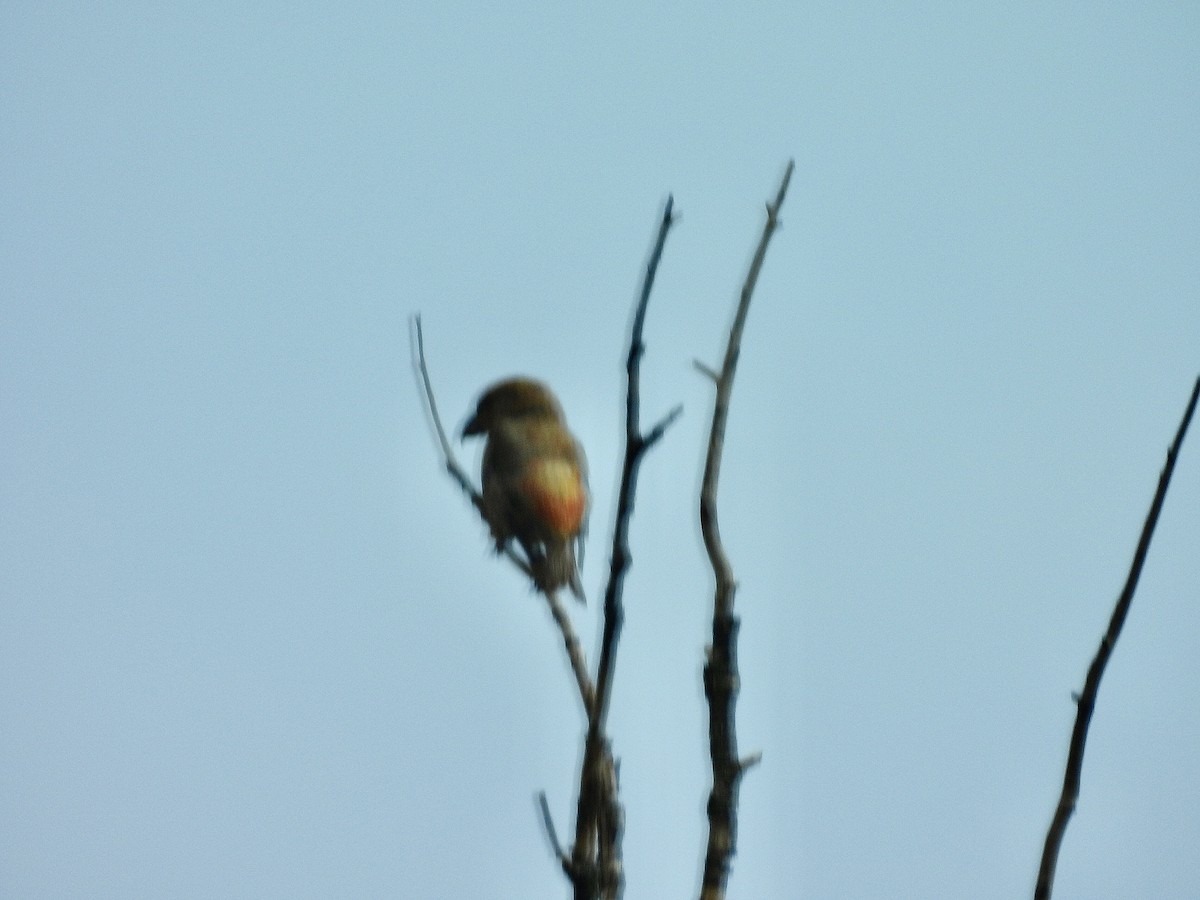 Red Crossbill - ML481431911