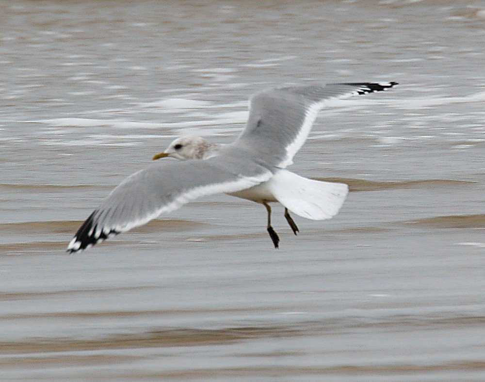 Short-billed Gull - Ed Thomas