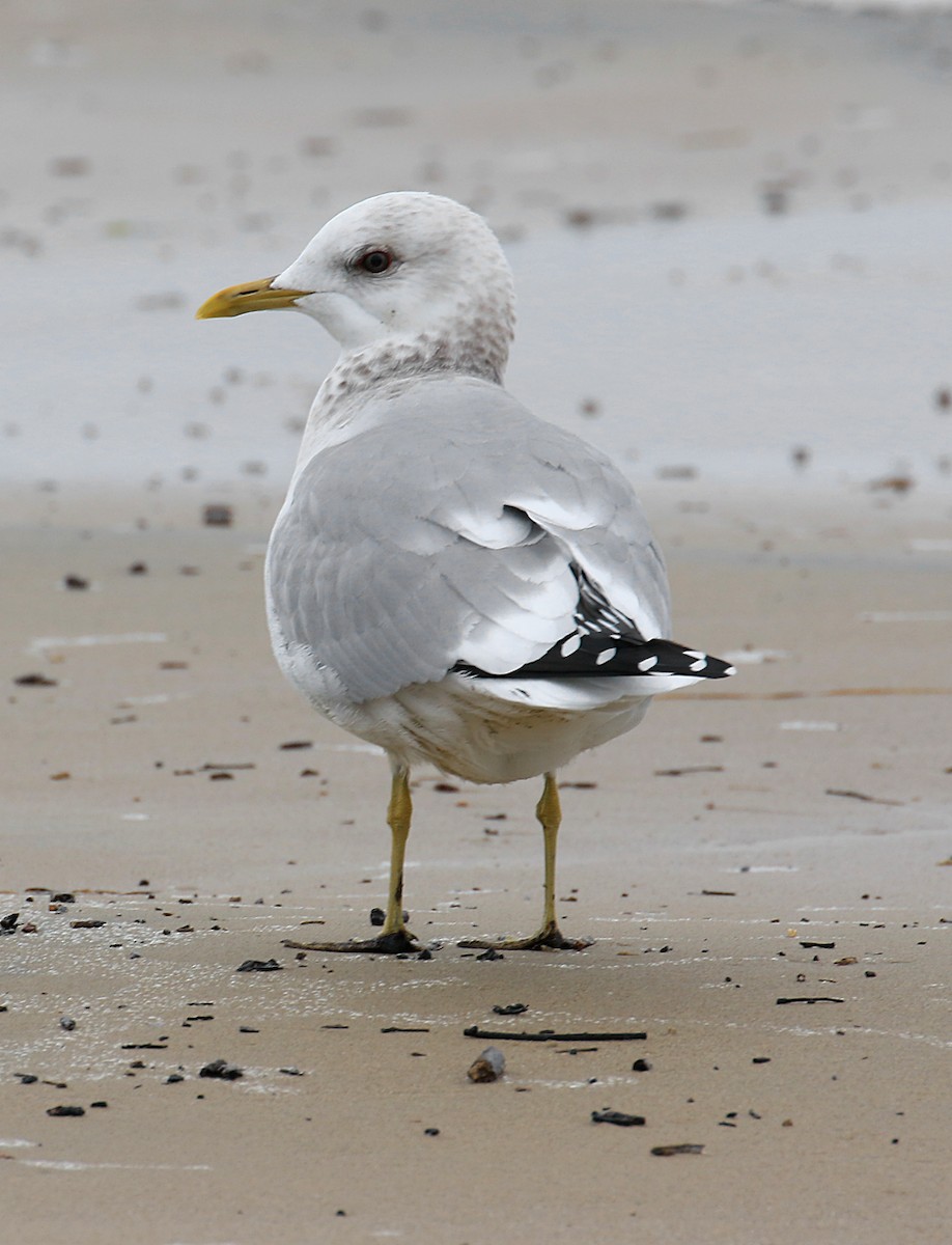 Short-billed Gull - ML48143291