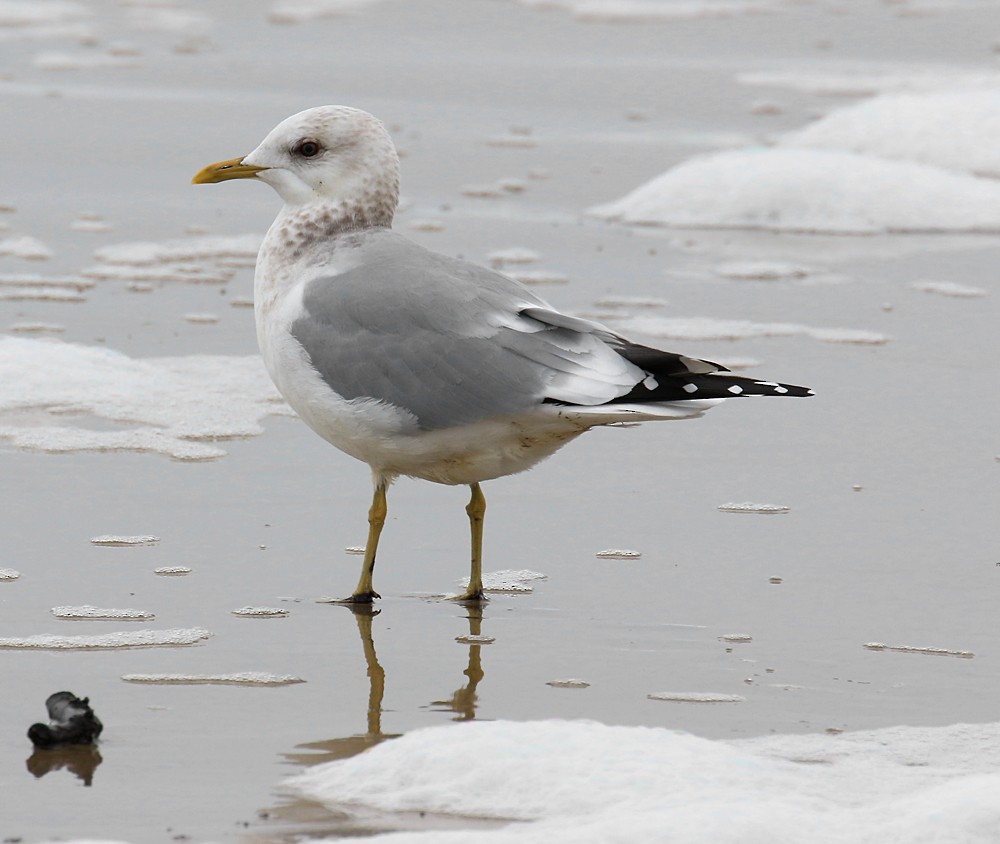 Short-billed Gull - ML48143321