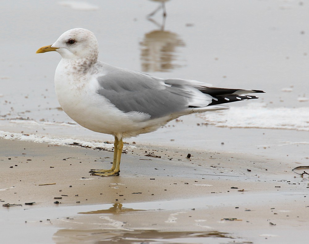 Short-billed Gull - Ed Thomas