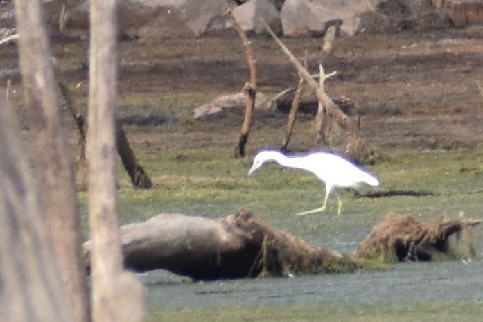 Little Blue Heron - Benjamin Ashin