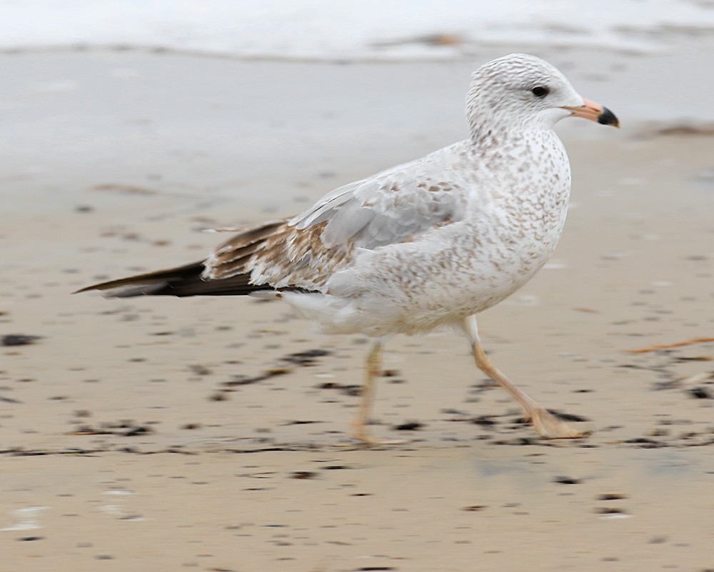 Ring-billed Gull - ML48143471