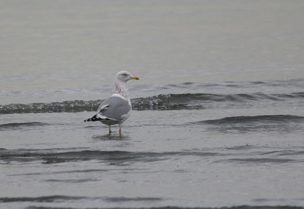 Gaviota Argéntea (vegae) - ML48143581