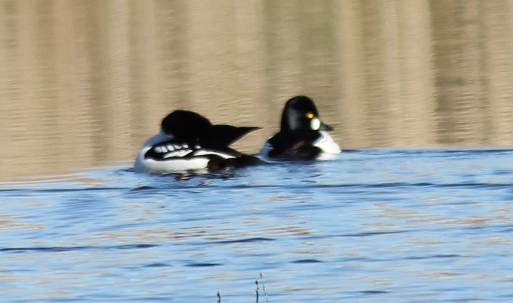 Barrow's Goldeneye - ML48143761