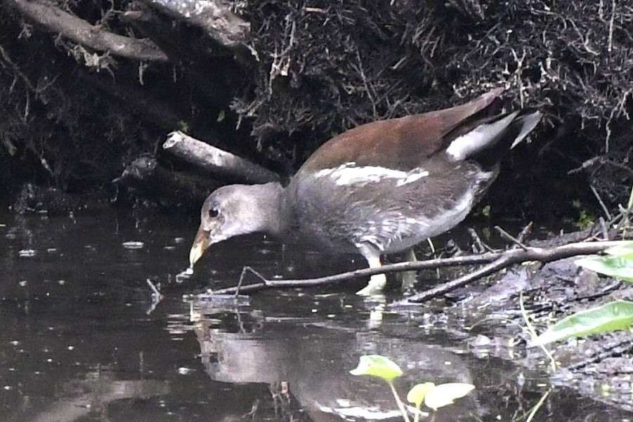 Common Gallinule (American) - ML481438281
