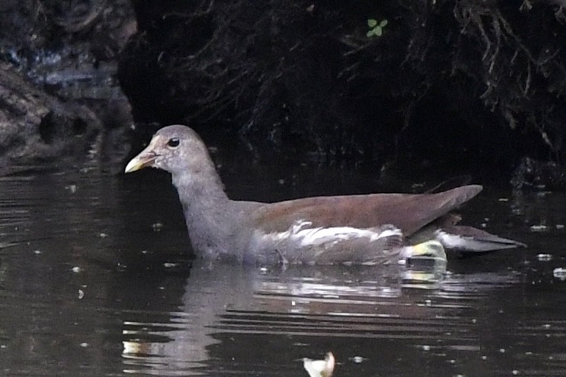 Common Gallinule (American) - ML481438291