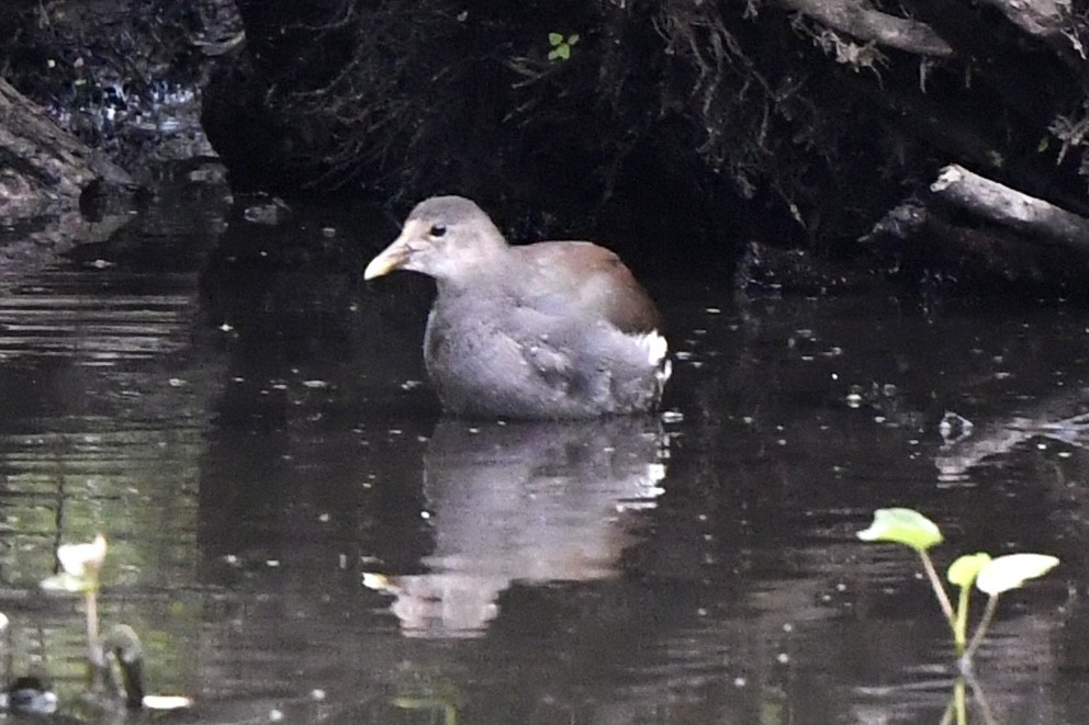 Common Gallinule (American) - ML481438301