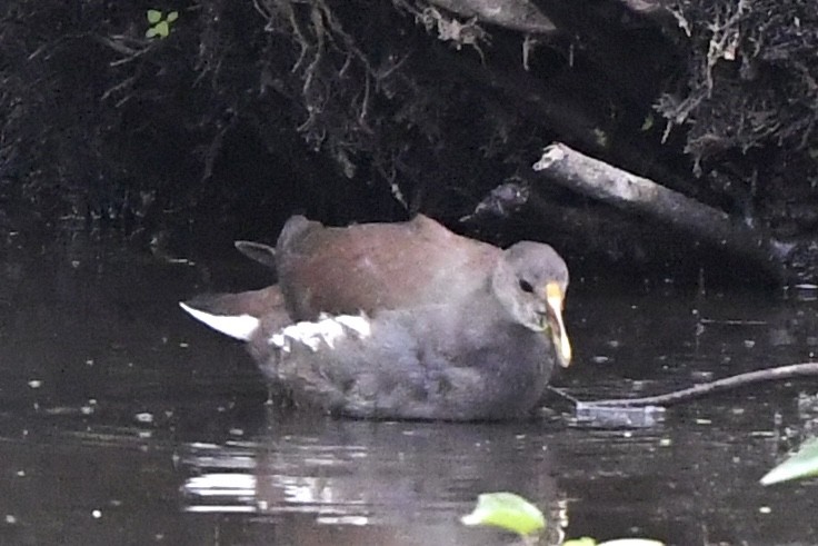 Common Gallinule (American) - ML481438311