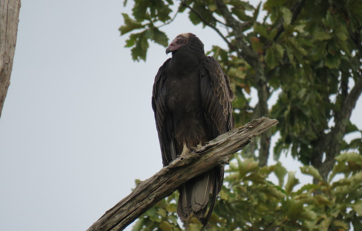 Turkey Vulture - ML481438601