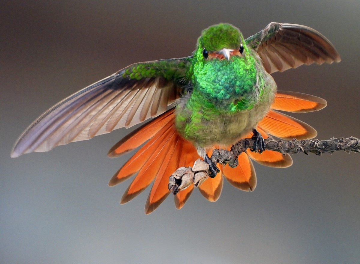 Rufous-tailed Hummingbird - ML481439011