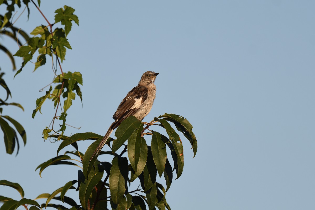 Northern Mockingbird - terence zahner