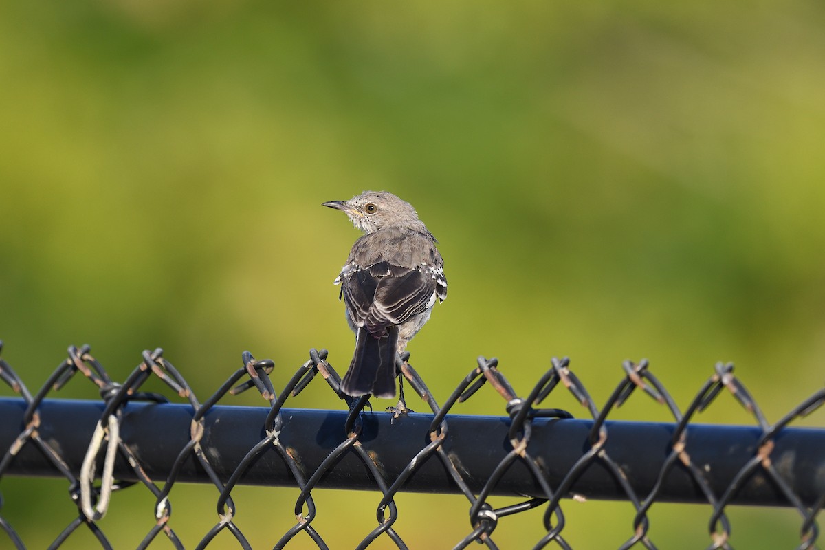 Northern Mockingbird - ML481439101