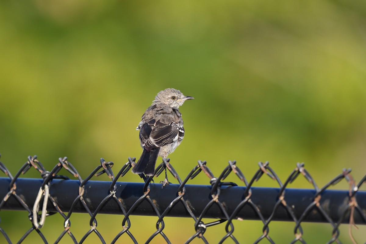 Northern Mockingbird - ML481439111