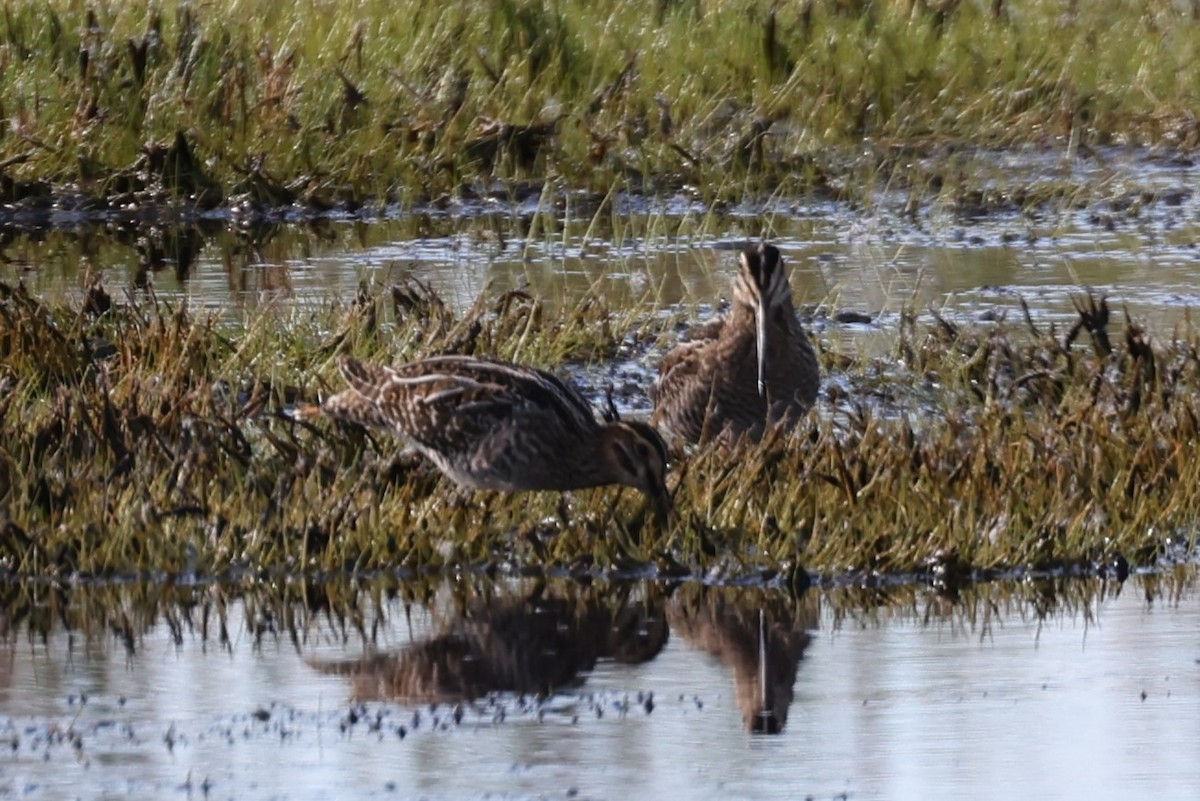 Wilson's Snipe - Kathy Richardson