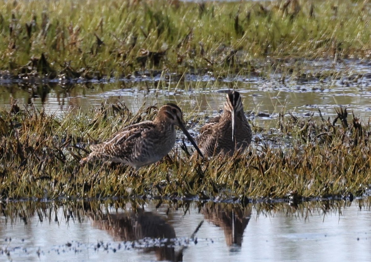 Wilson's Snipe - ML481440361