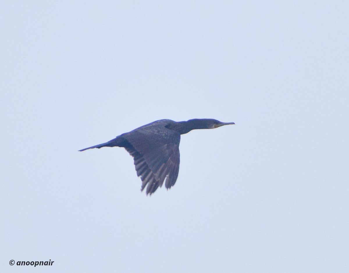 Indian Cormorant - ML481440501