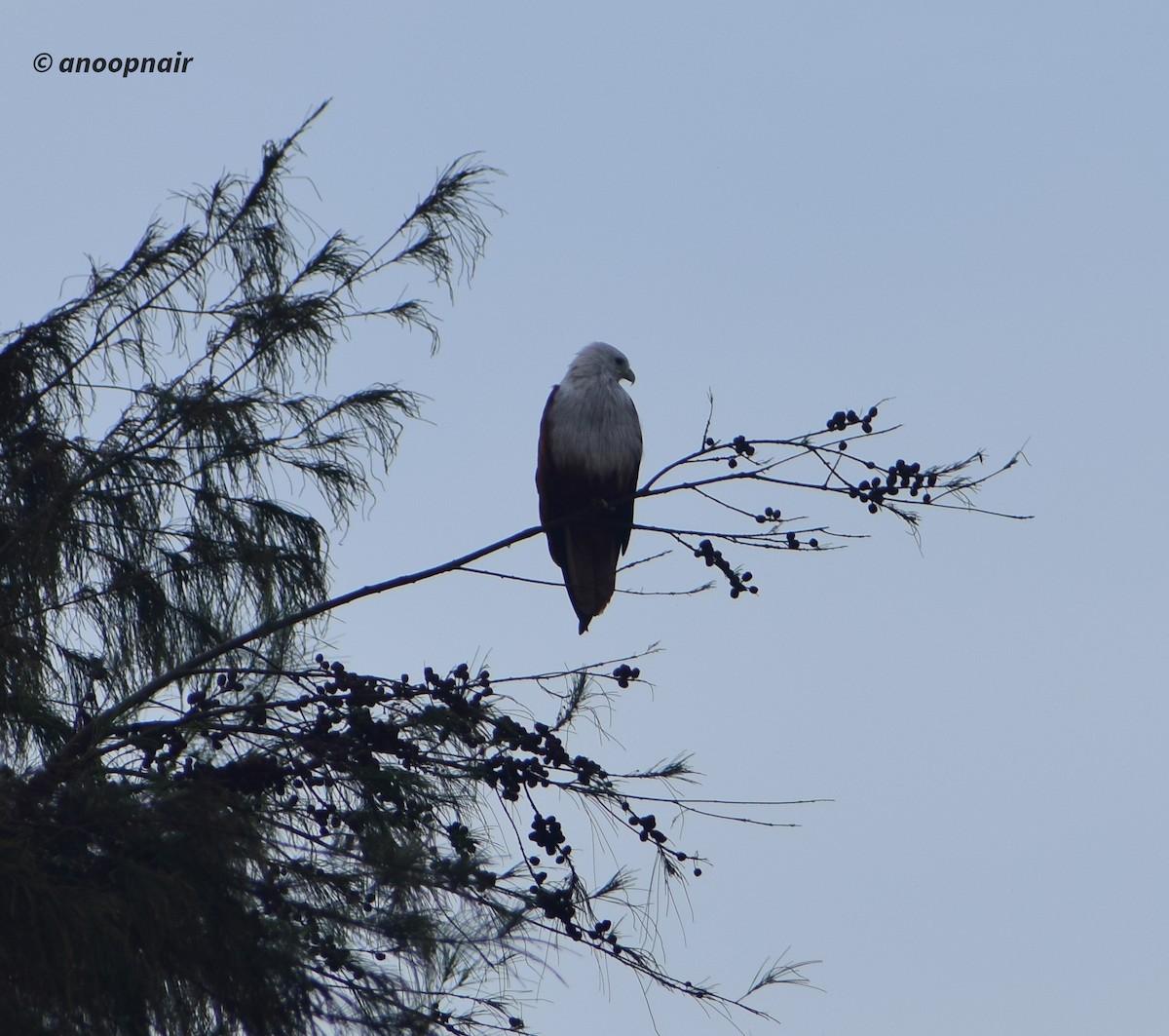 Brahminy Kite - ML481440561