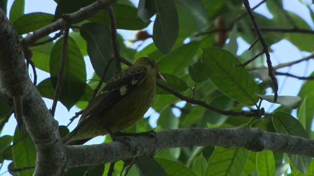 Green Oriole - ML481442