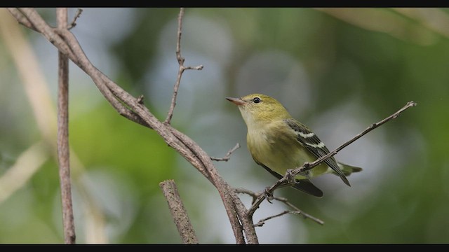 Bay-breasted Warbler - ML481442691