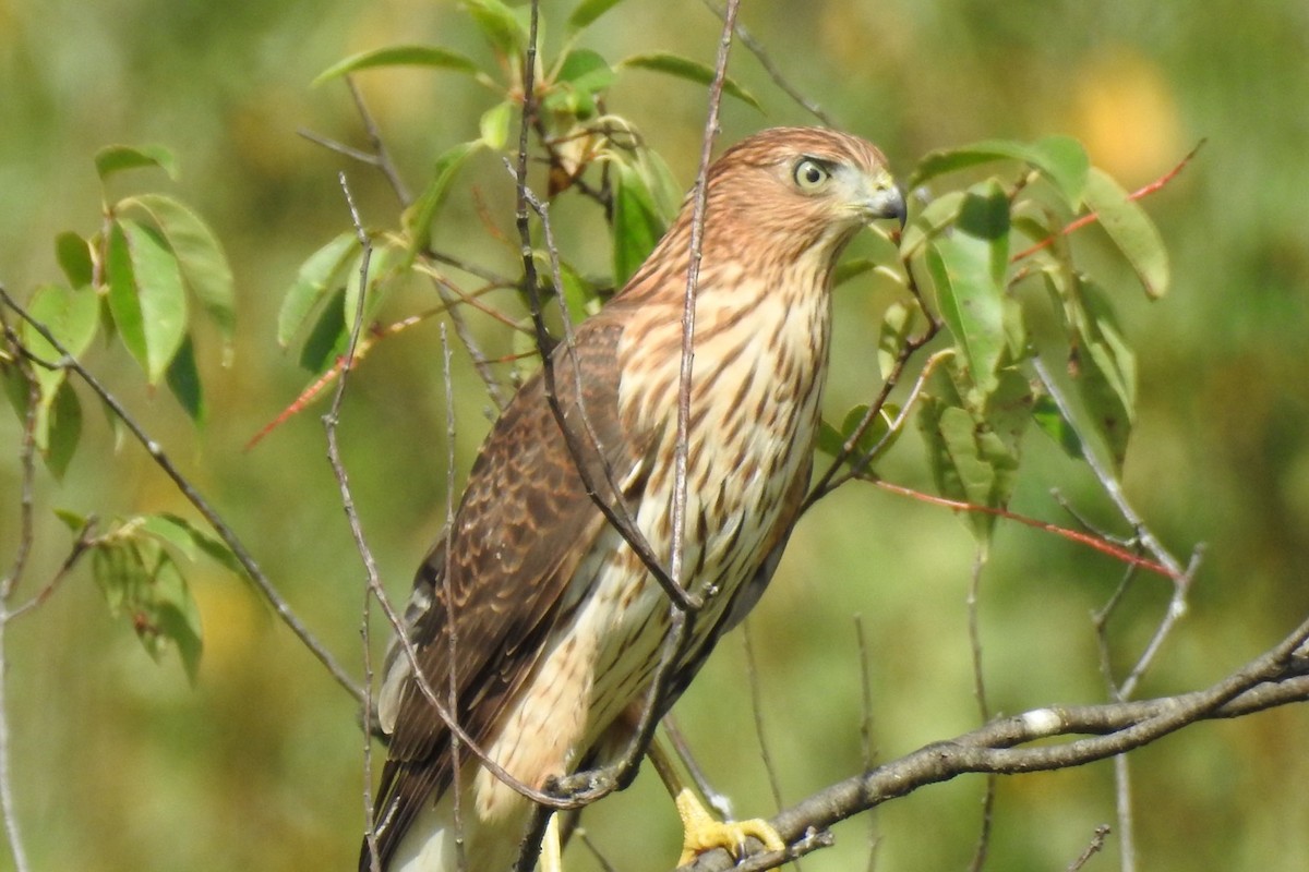 Cooper's Hawk - ML481442711