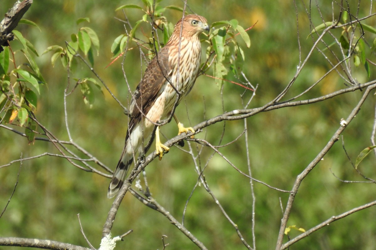 Cooper's Hawk - ML481442721